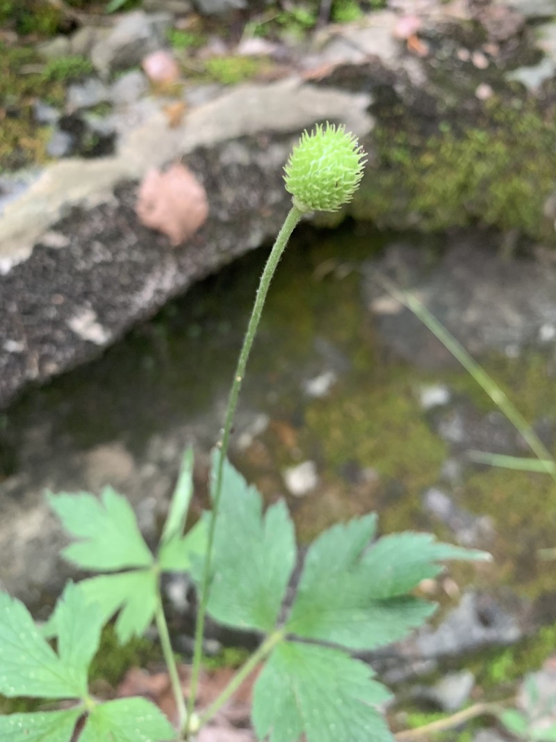 Anemone virginiana var. virginiana photo 5