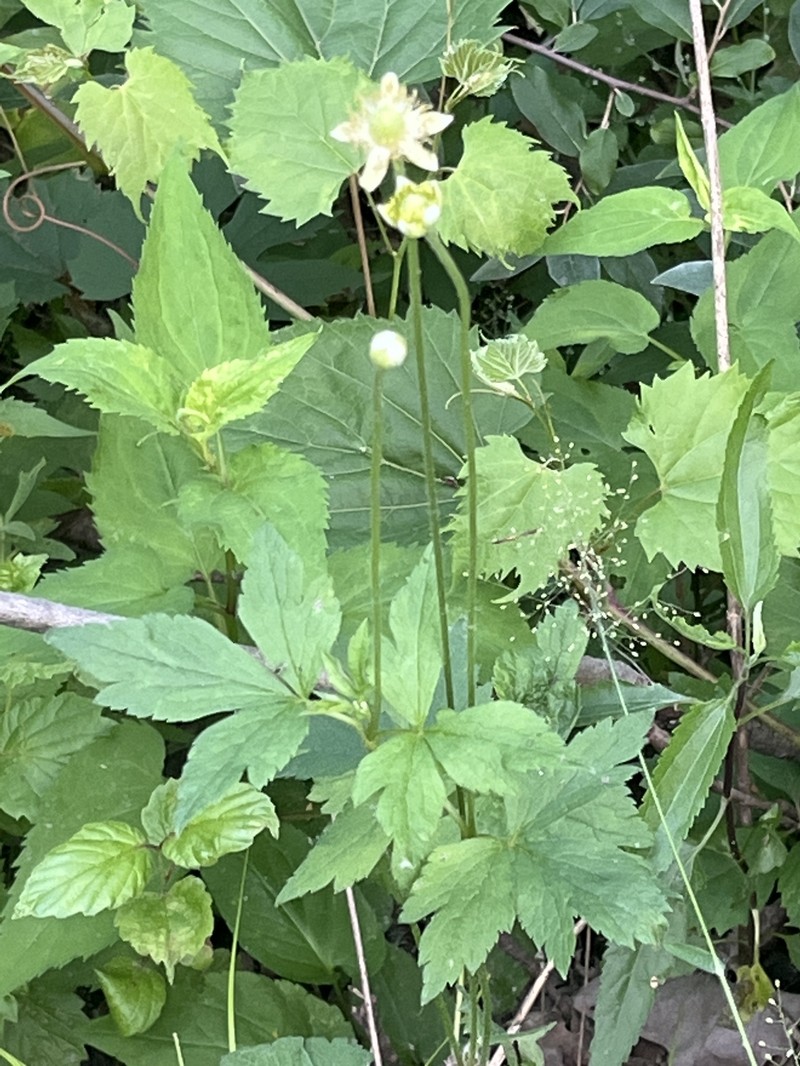Anemone virginiana var. virginiana photo 6