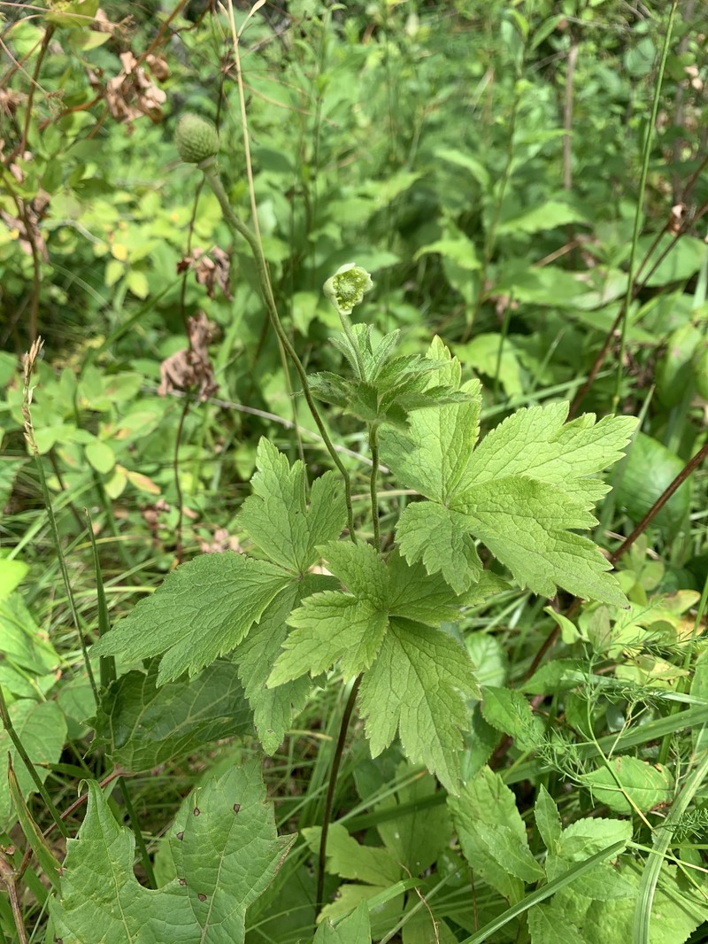 Anemone virginiana var. virginiana photo 7