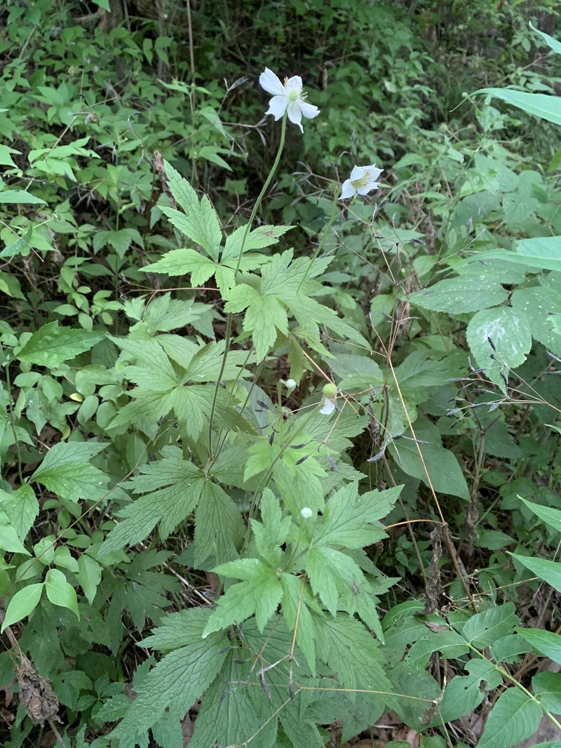 Anemone virginiana var. virginiana photo 8