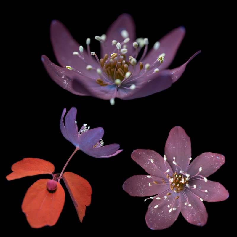 Rue Anemone