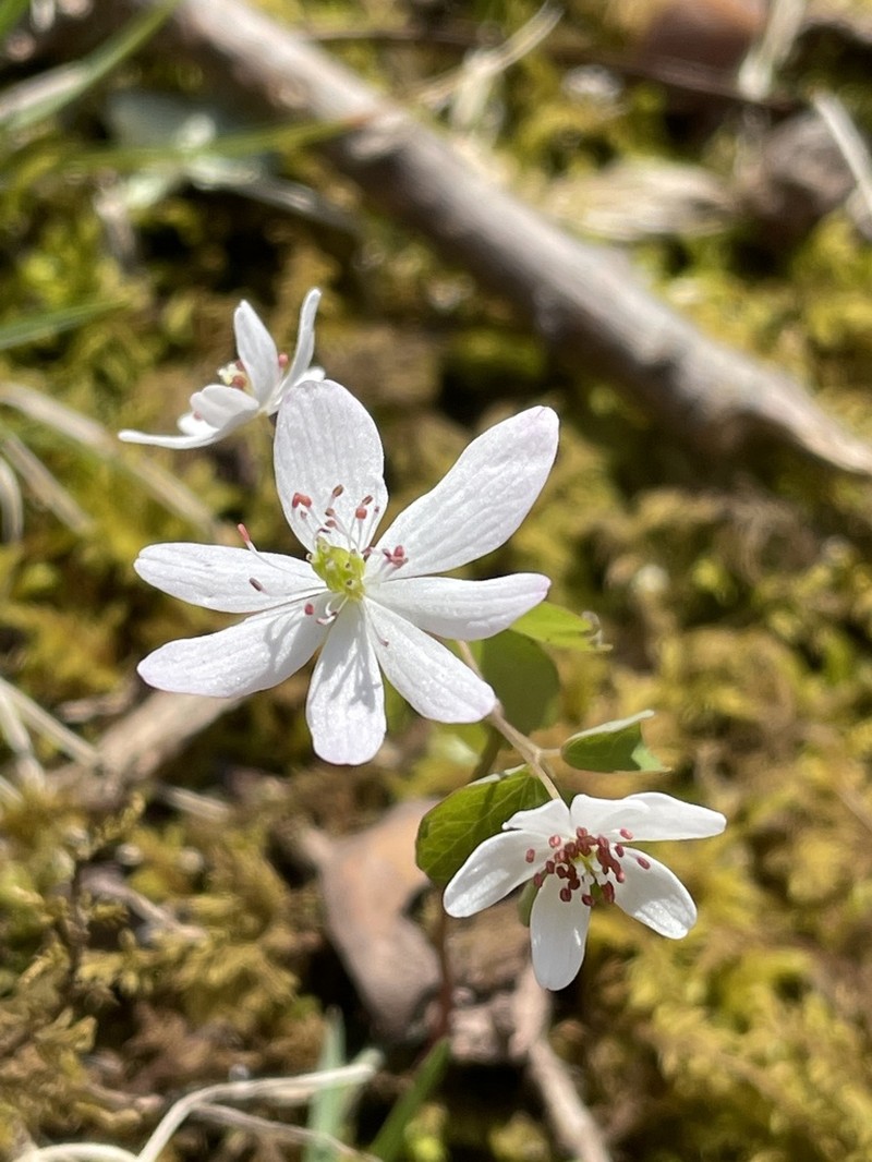 Rue Anemone photo 2