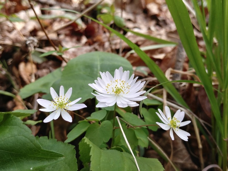Rue Anemone photo 3