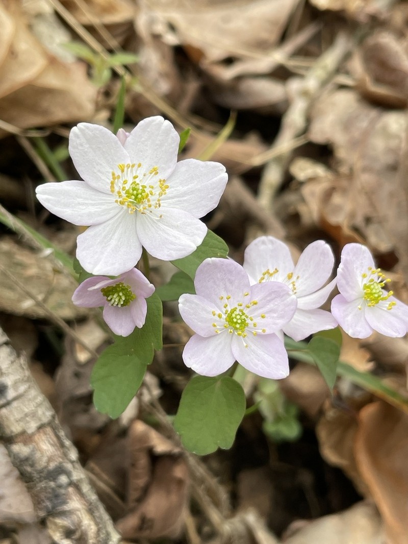 Rue Anemone photo 4