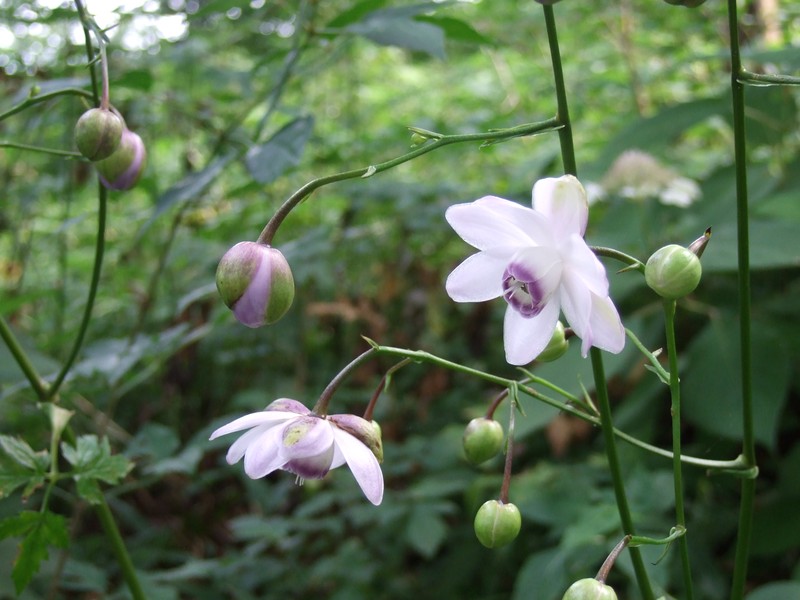 Anemonopsis macrophylla