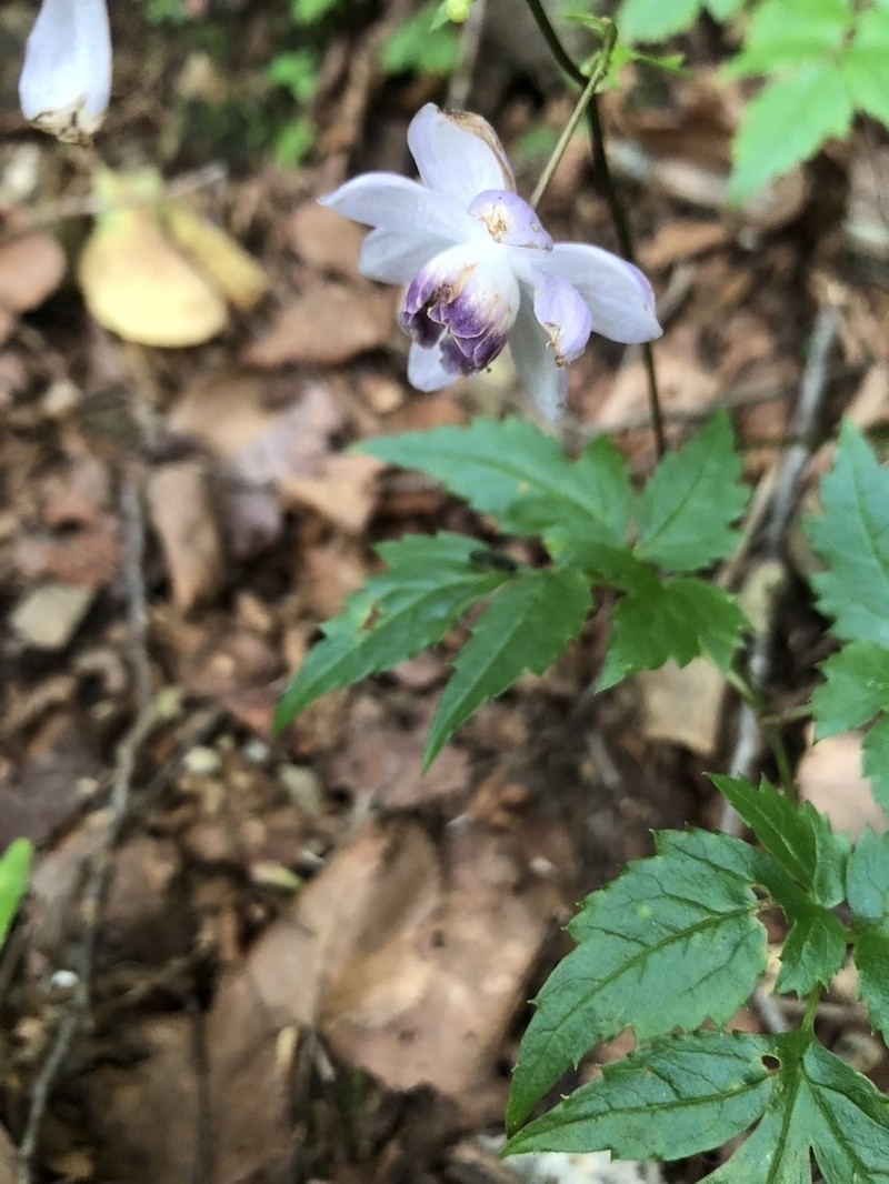 Anemonopsis macrophylla photo 2