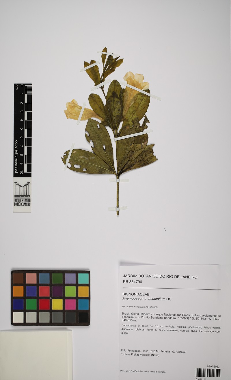 Anemopaegma acutifolium