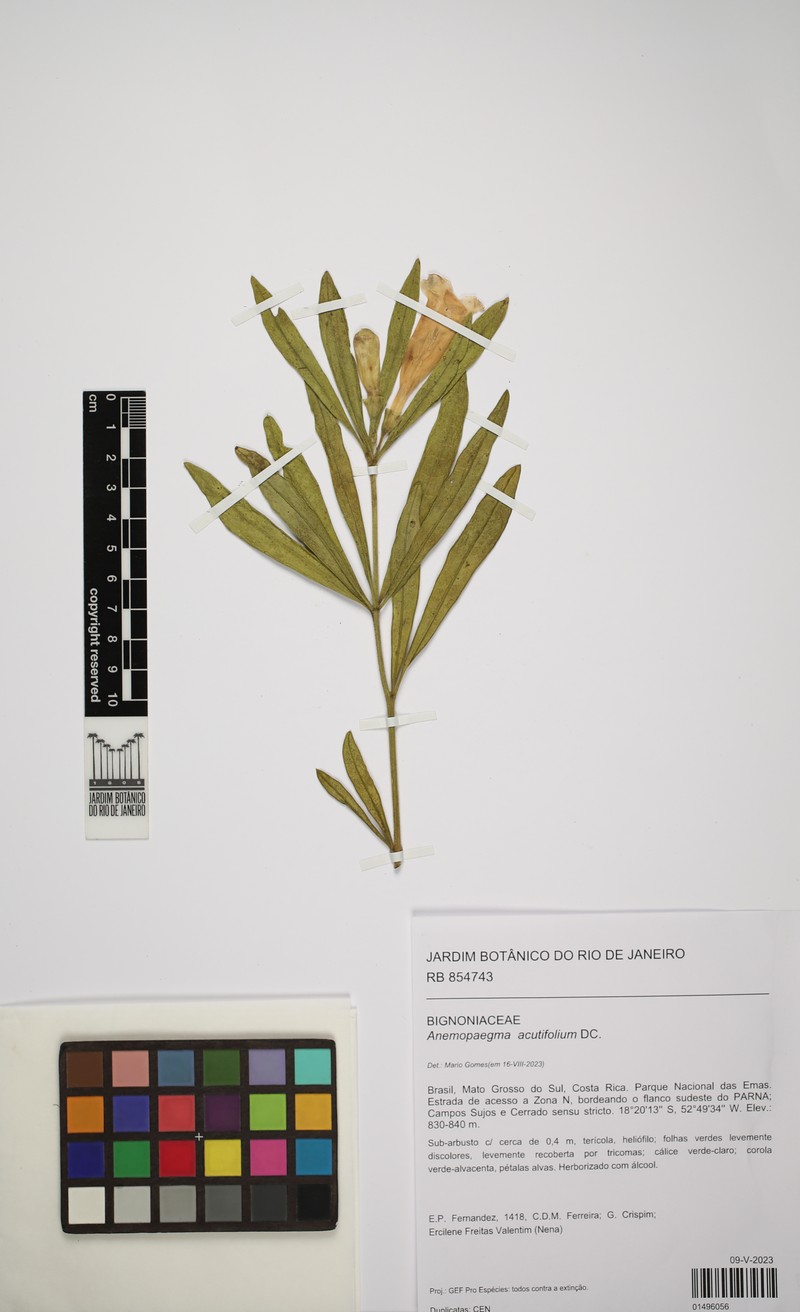 Anemopaegma acutifolium photo 2