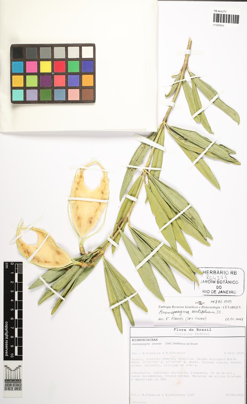 Anemopaegma acutifolium photo 3