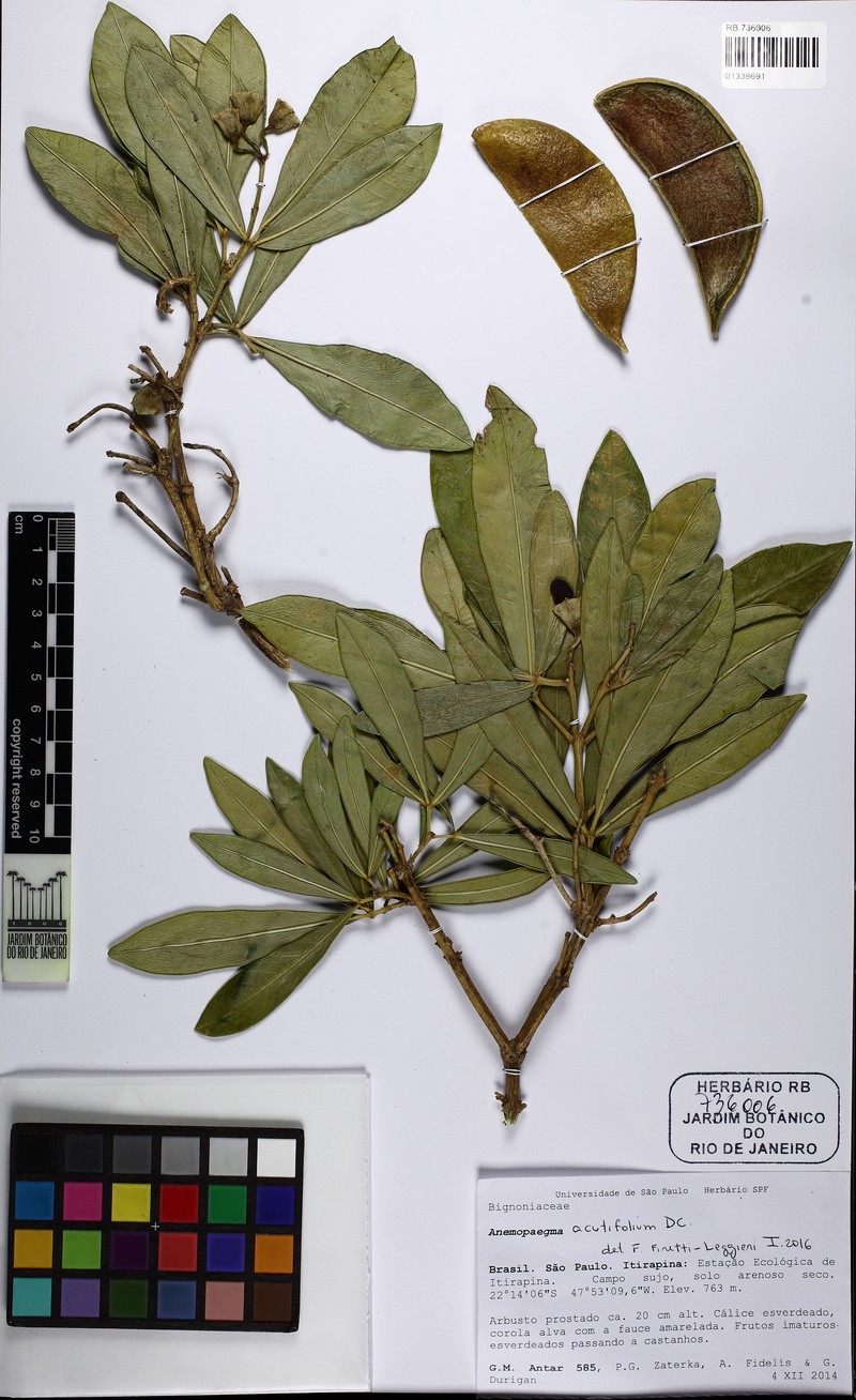 Anemopaegma acutifolium photo 4