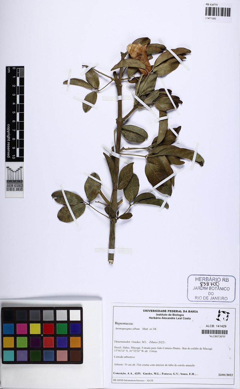 Anemopaegma album