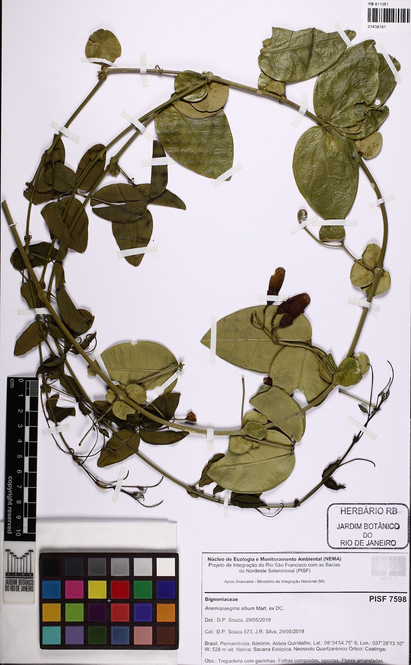 Anemopaegma album photo 2