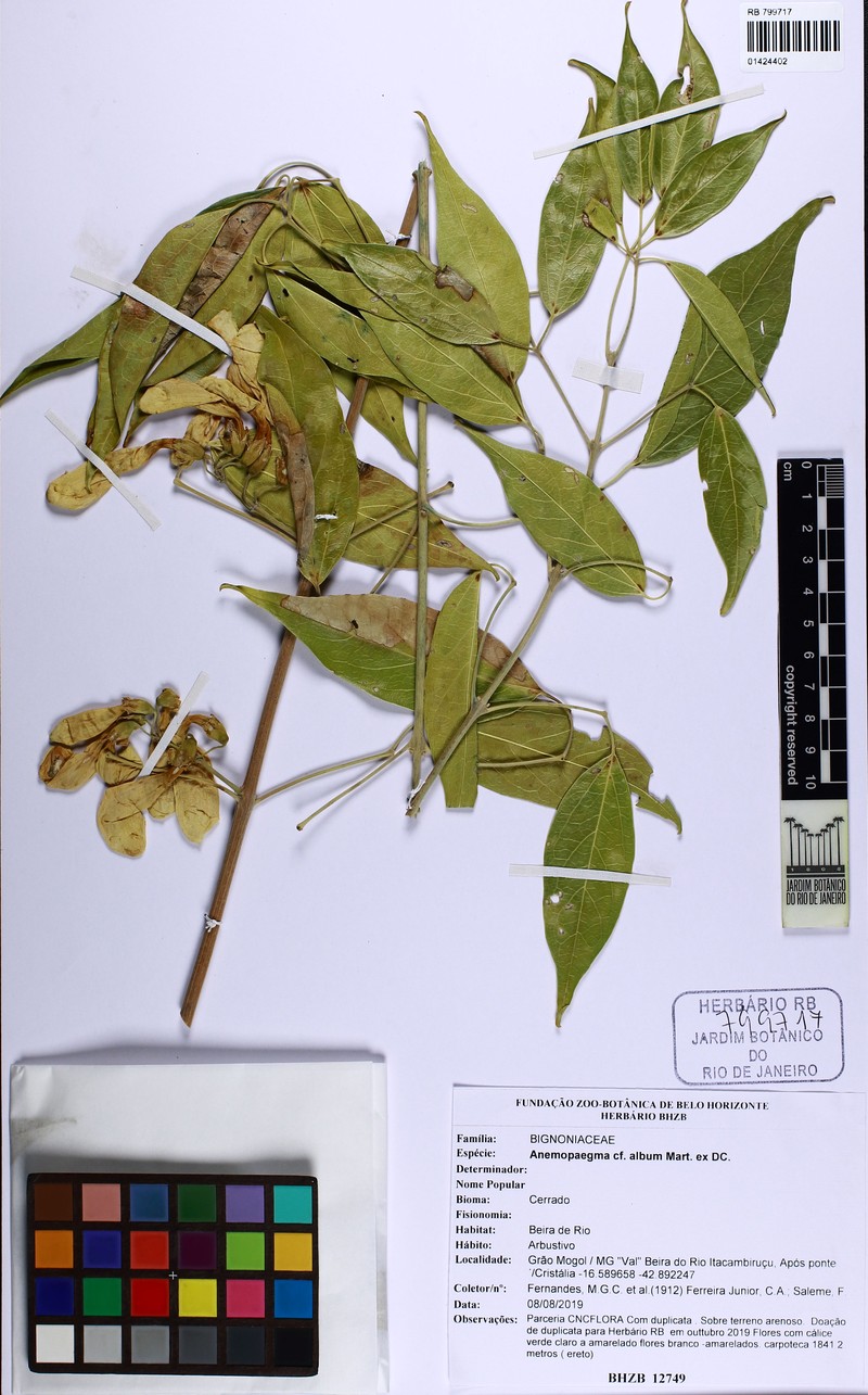 Anemopaegma album photo 3