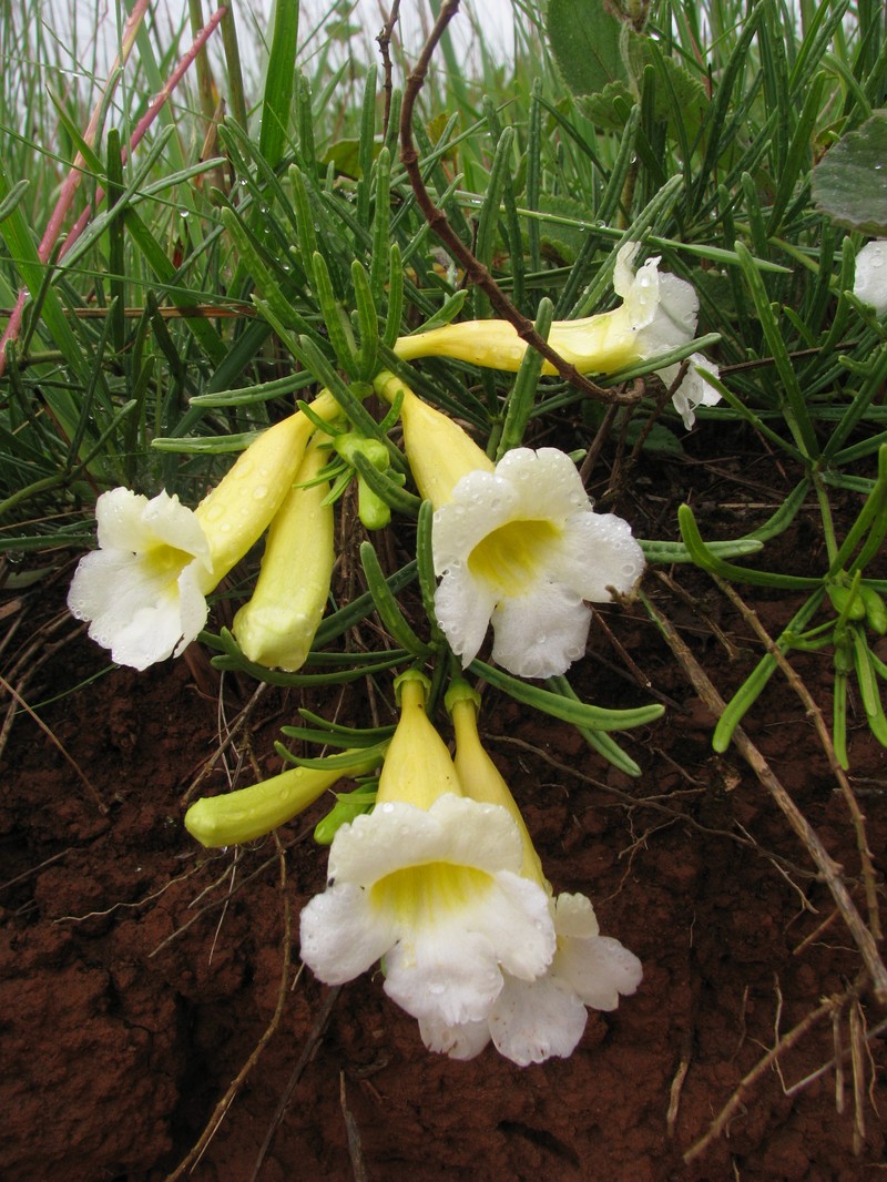 Anemopaegma arvense