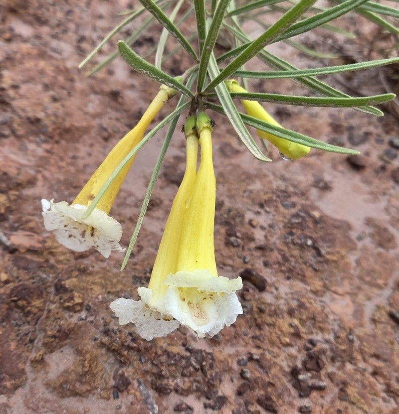 Anemopaegma arvense photo 2