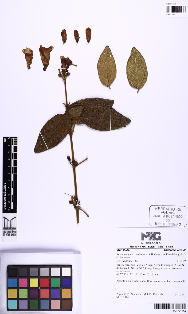 Anemopaegma carajasense photo 2