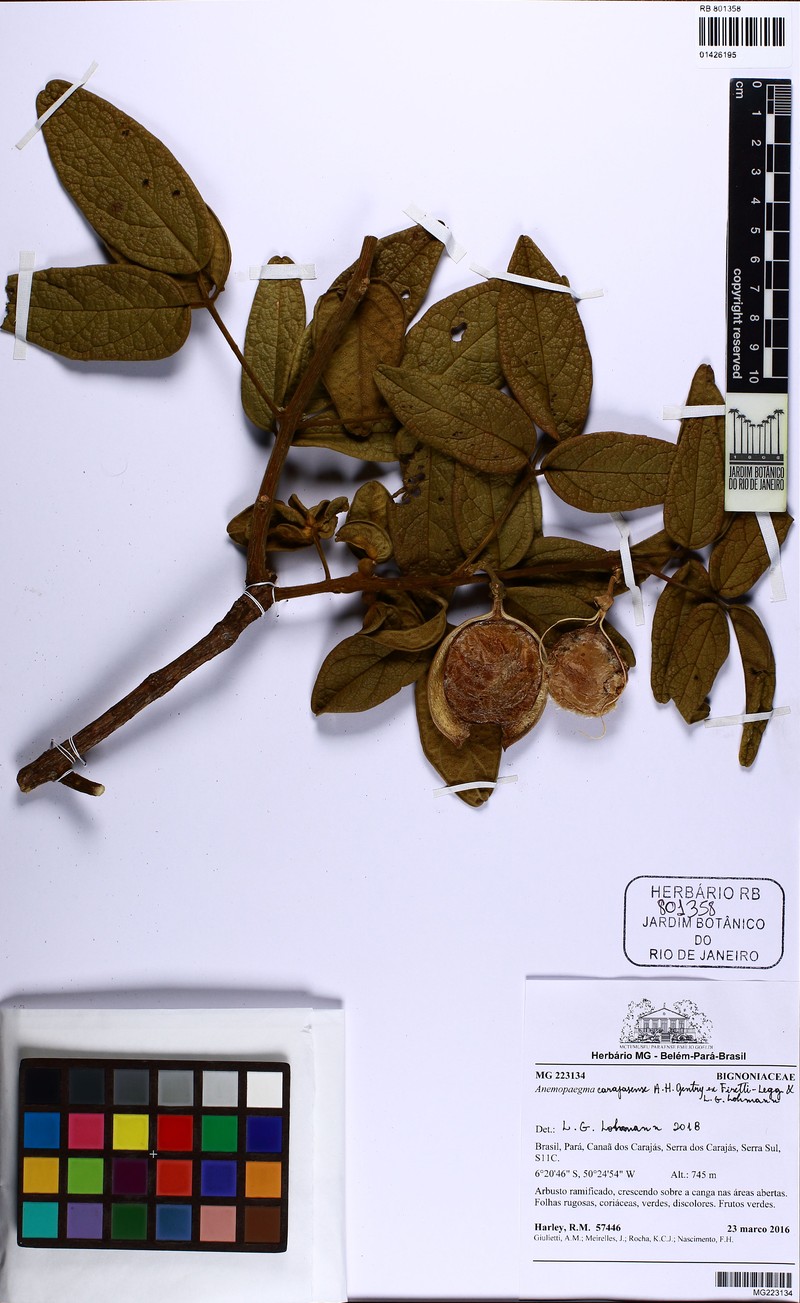 Anemopaegma carajasense photo 3