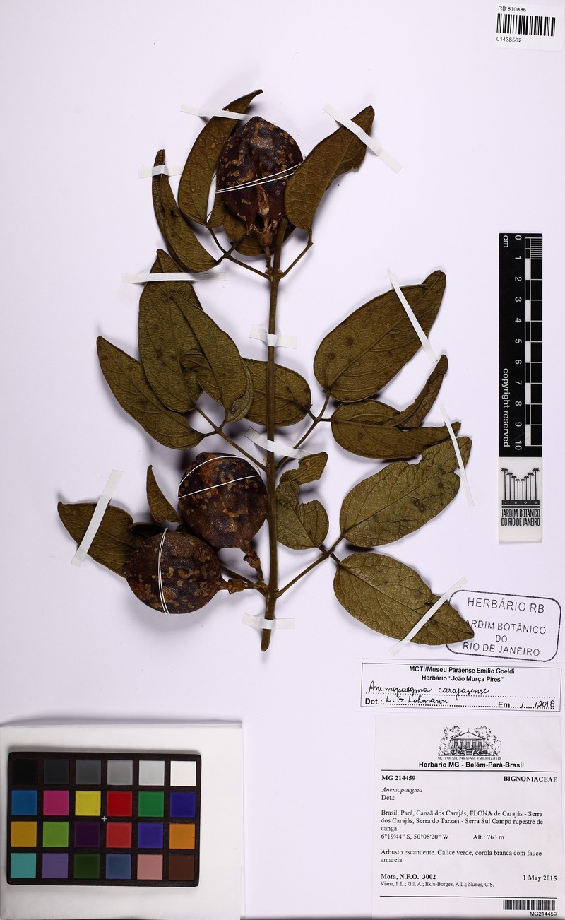 Anemopaegma carajasense photo 4