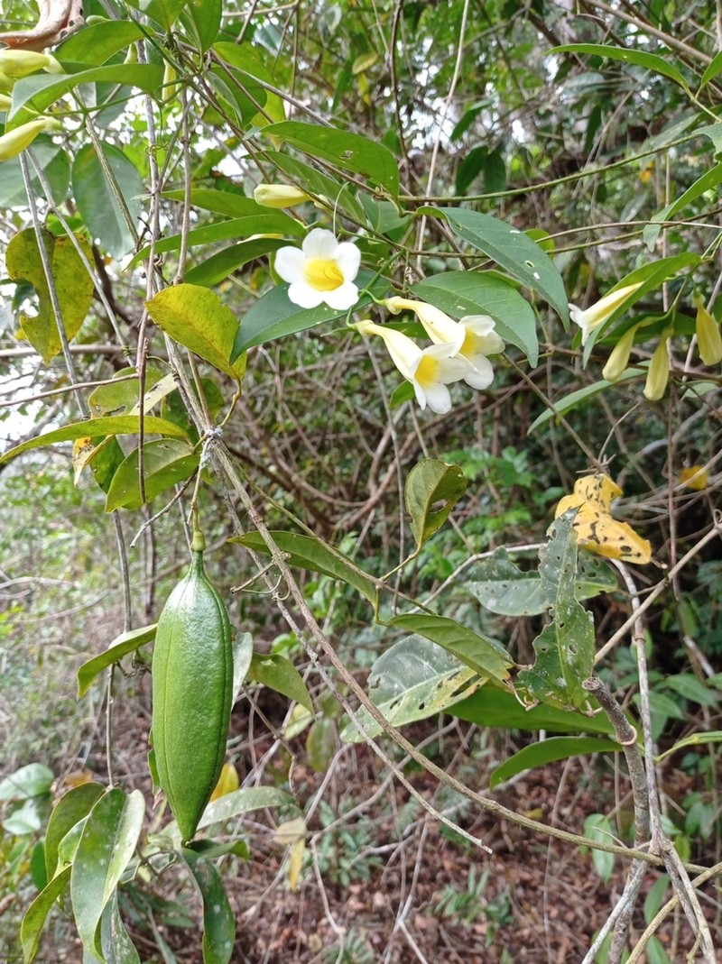 Anemopaegma chamberlaynii