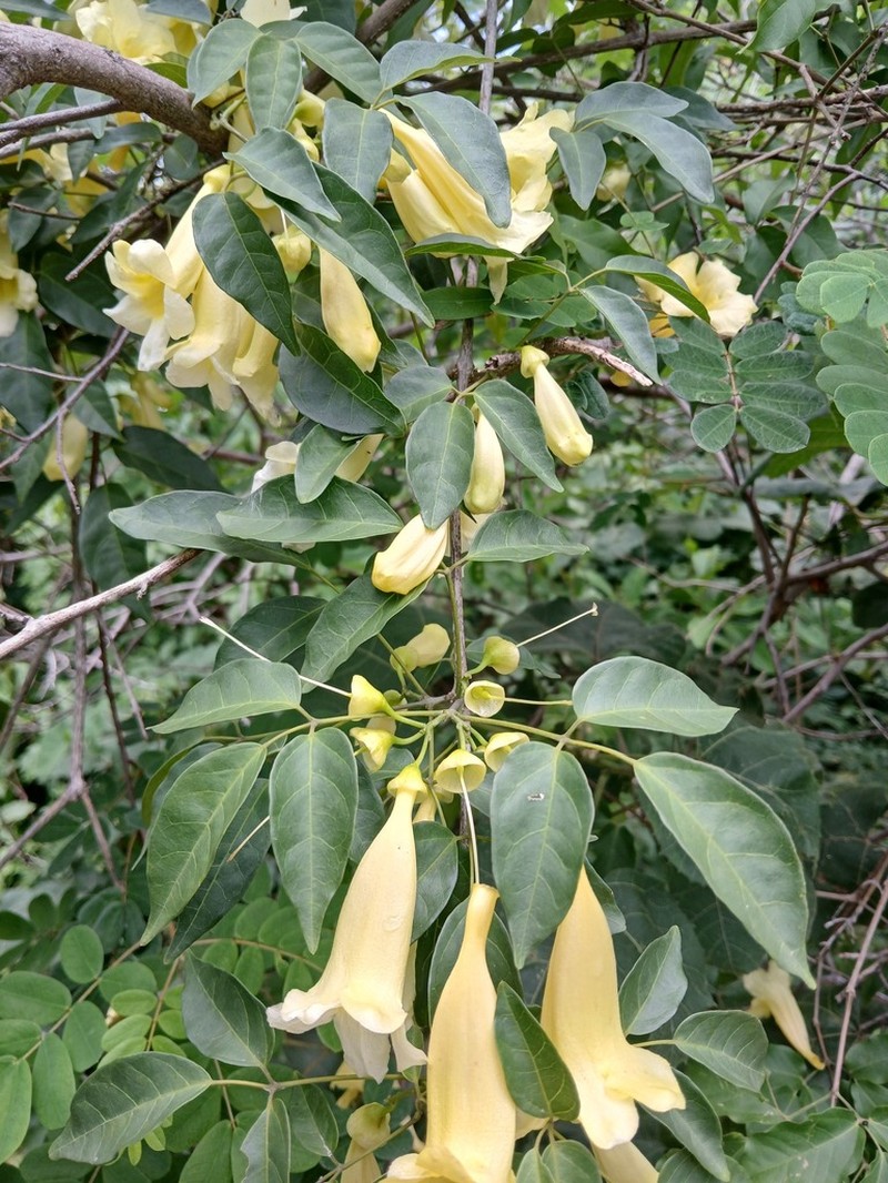 Anemopaegma chamberlaynii photo 2