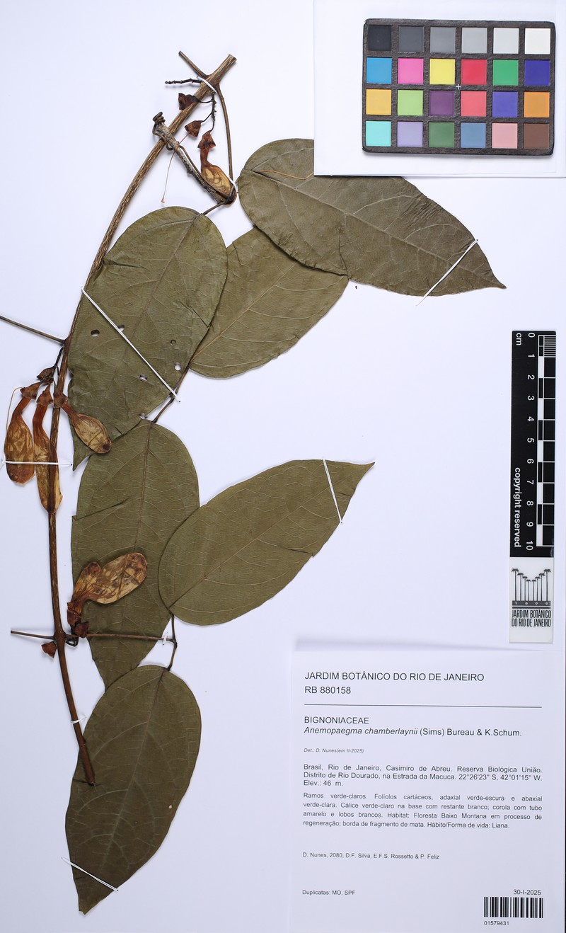 Anemopaegma chamberlaynii photo 3