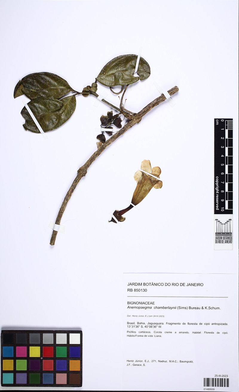 Anemopaegma chamberlaynii photo 4