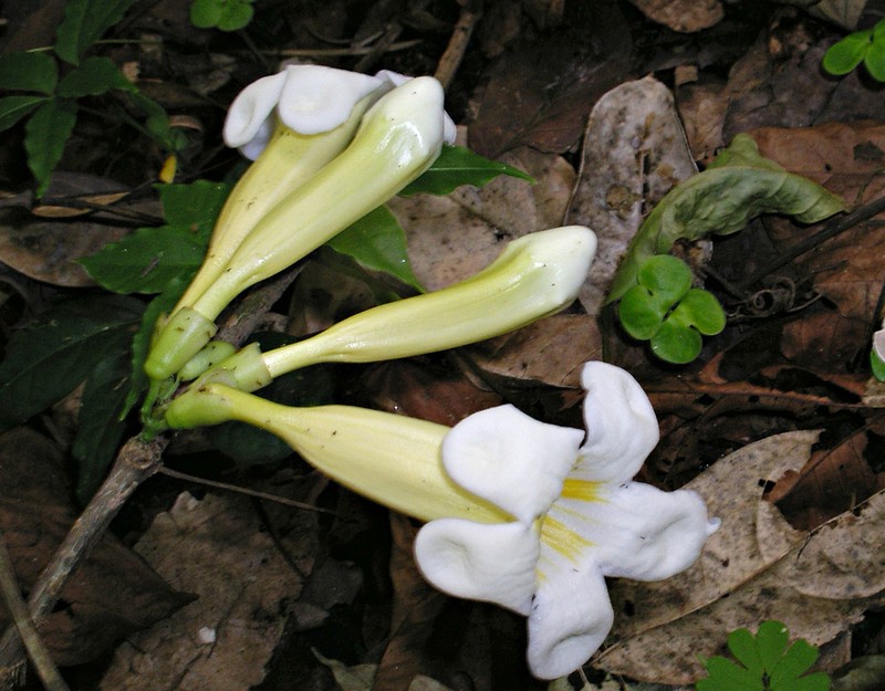 Anemopaegma chrysoleucum