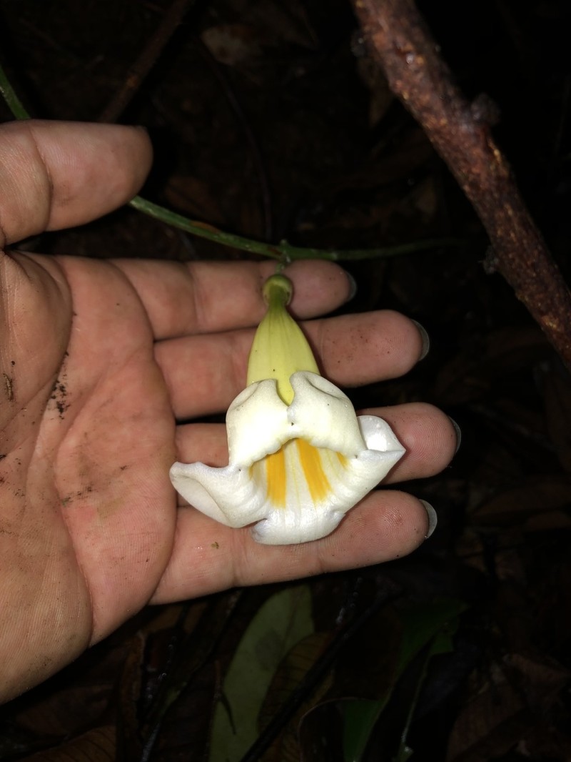 Anemopaegma chrysoleucum photo 2