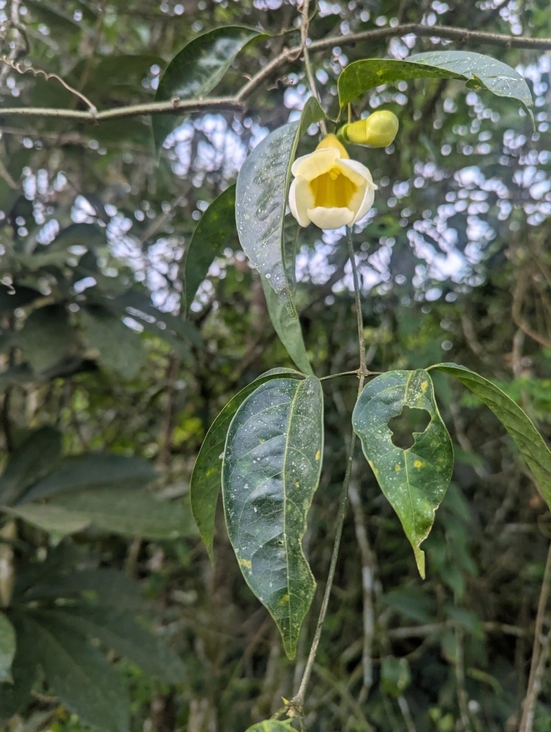 Anemopaegma chrysoleucum photo 3