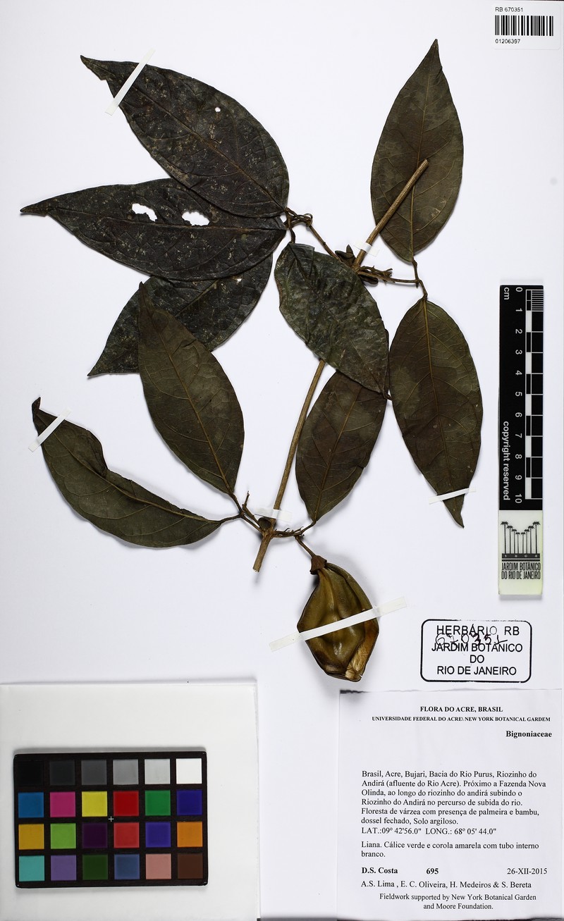 Anemopaegma chrysoleucum photo 4