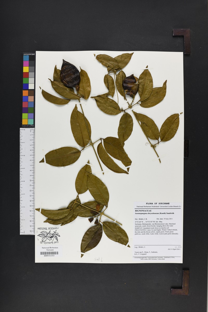 Anemopaegma chrysoleucum photo 5