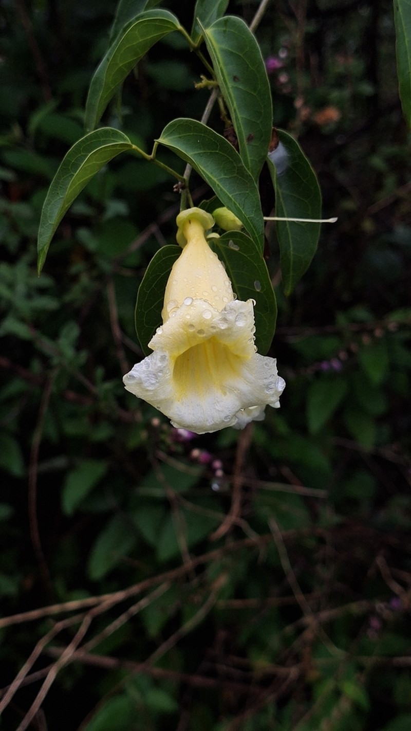 Anemopaegma citrinum