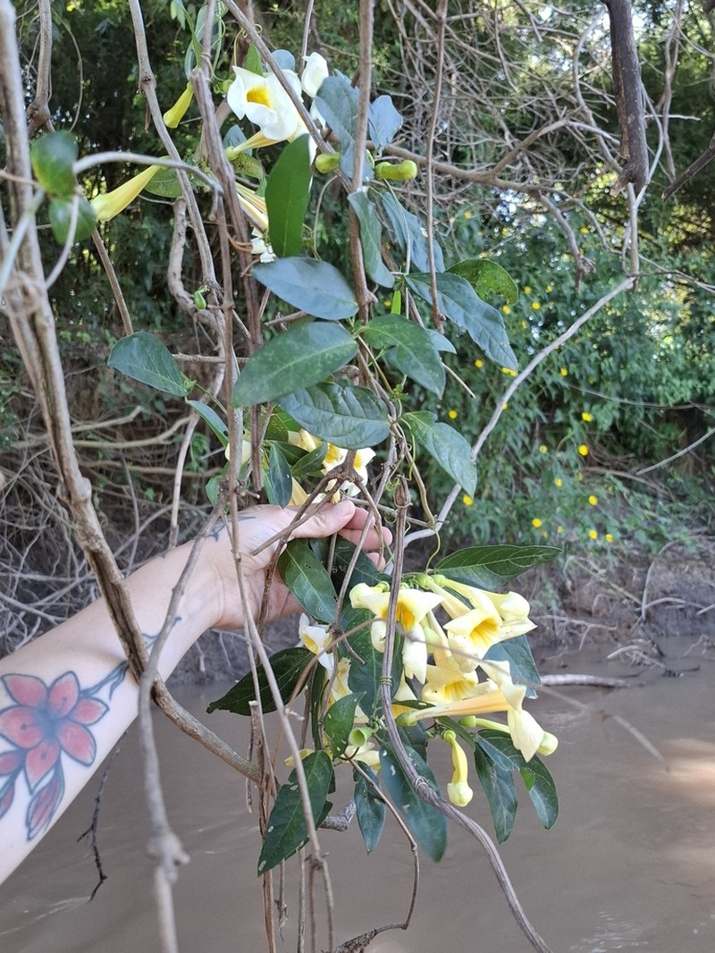 Anemopaegma flavum