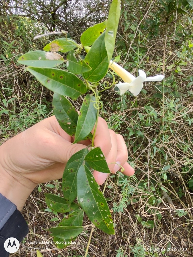 Anemopaegma flavum photo 2