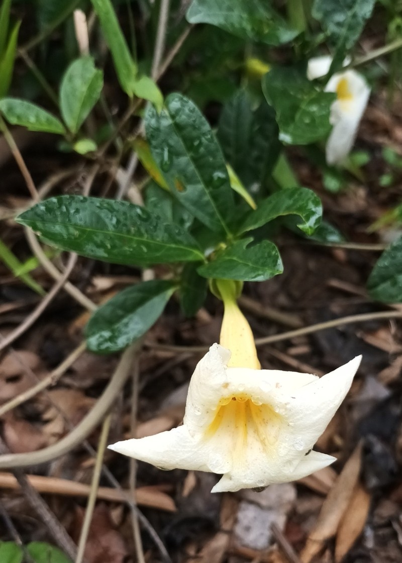 Anemopaegma flavum photo 3