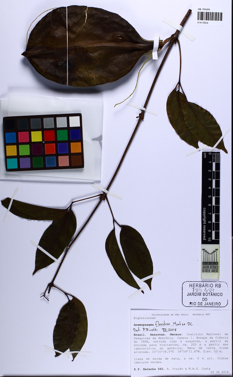 Anemopaegma floridum