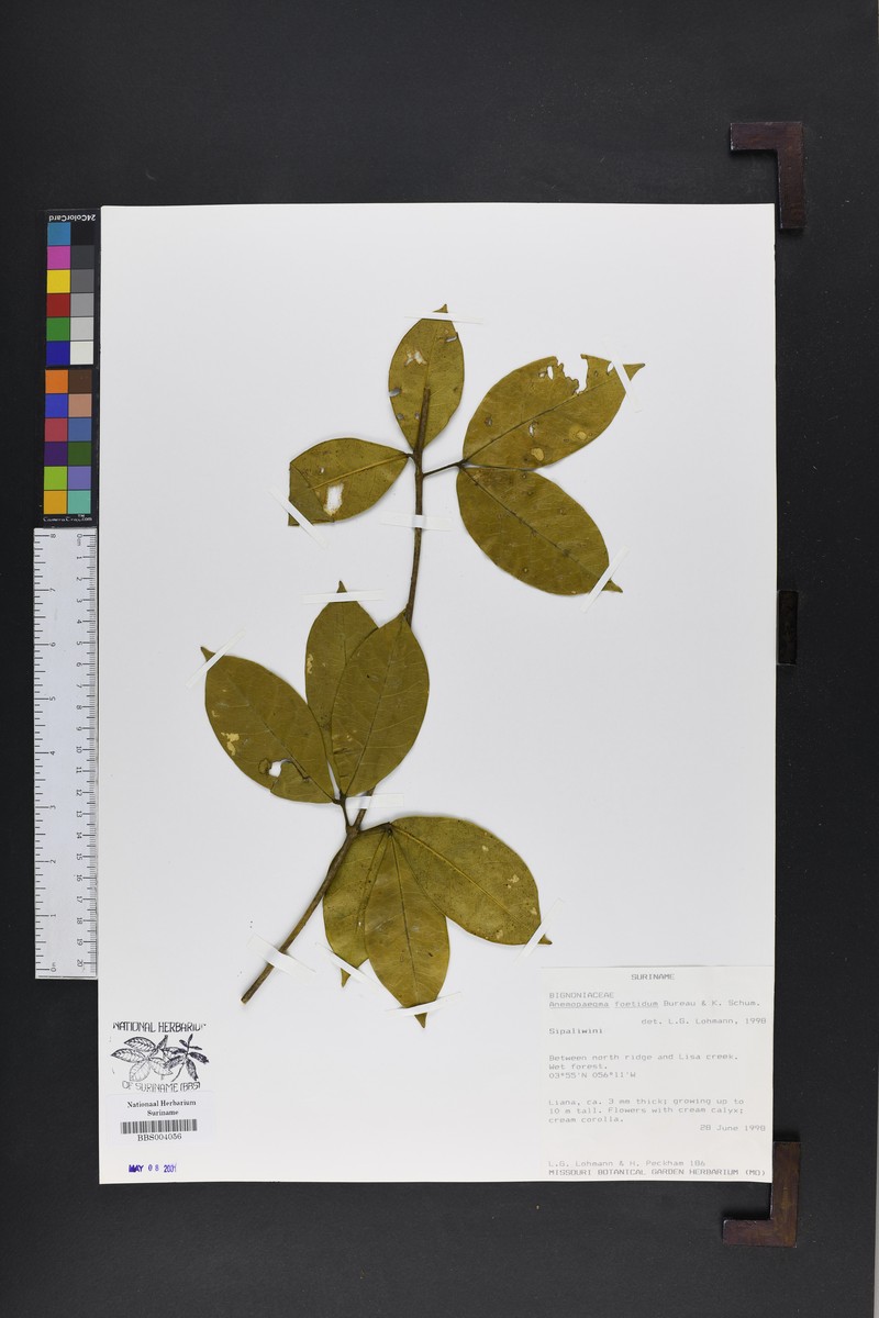 Anemopaegma foetidum