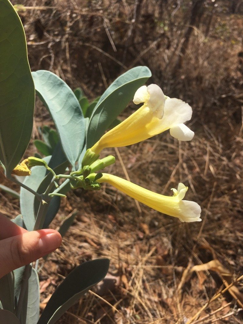 Anemopaegma glaucum photo 2