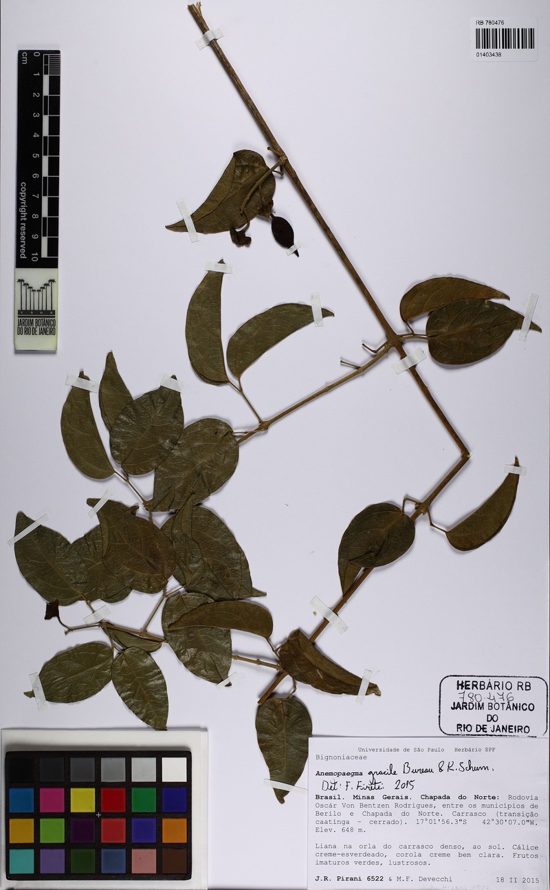 Anemopaegma gracile