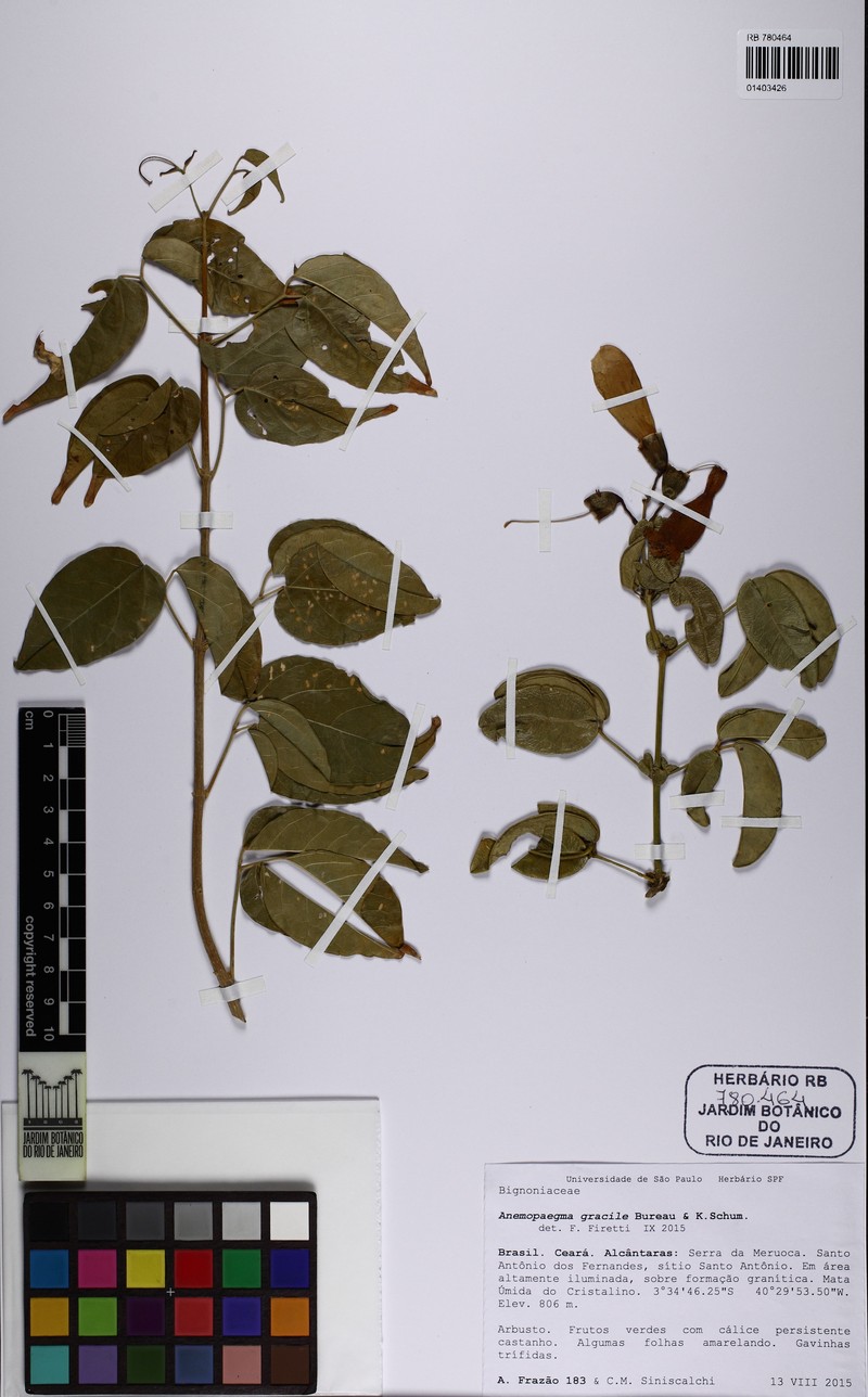Anemopaegma gracile photo 2