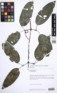 Anemopaegma hilarianum