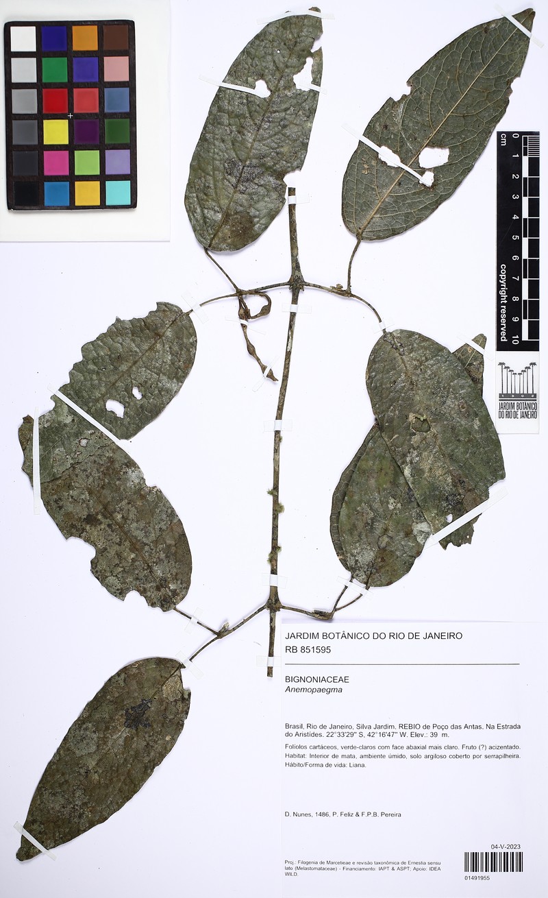 Anemopaegma hilarianum