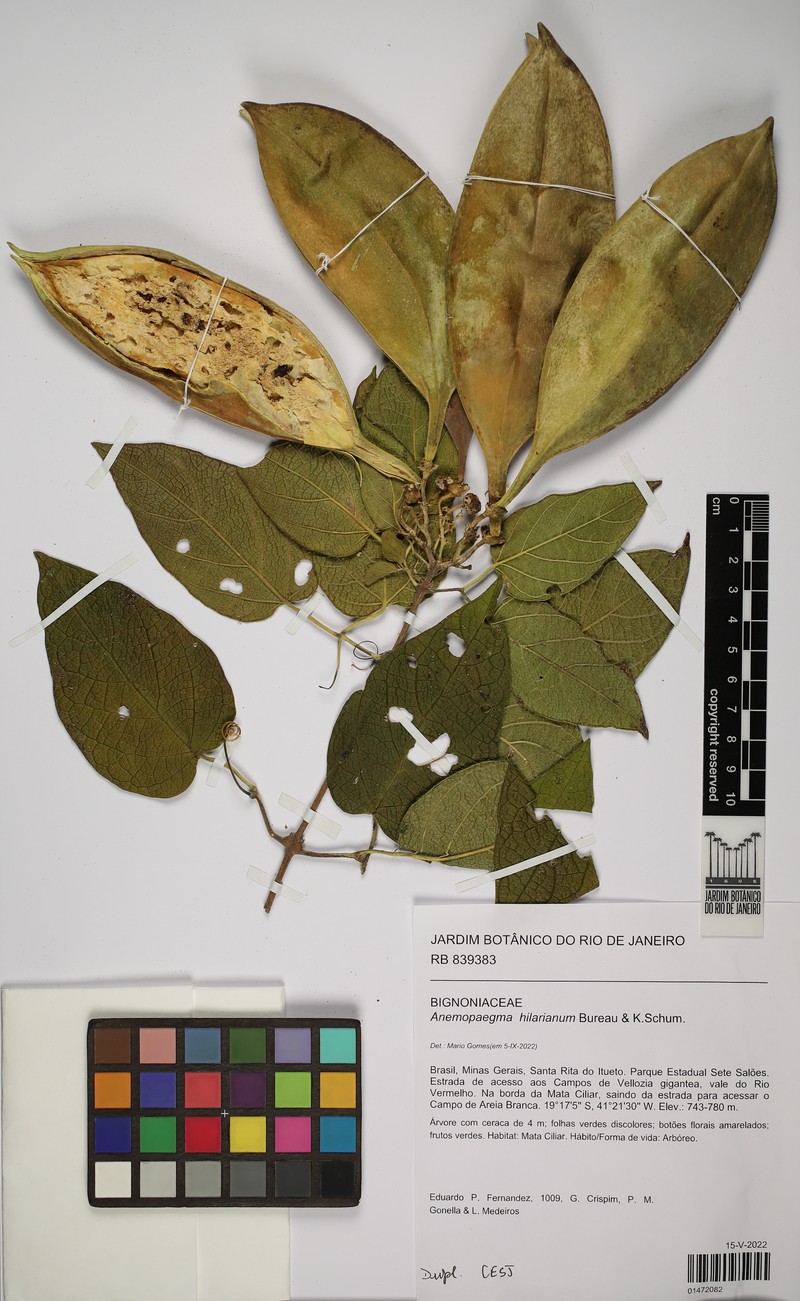 Anemopaegma hilarianum photo 2