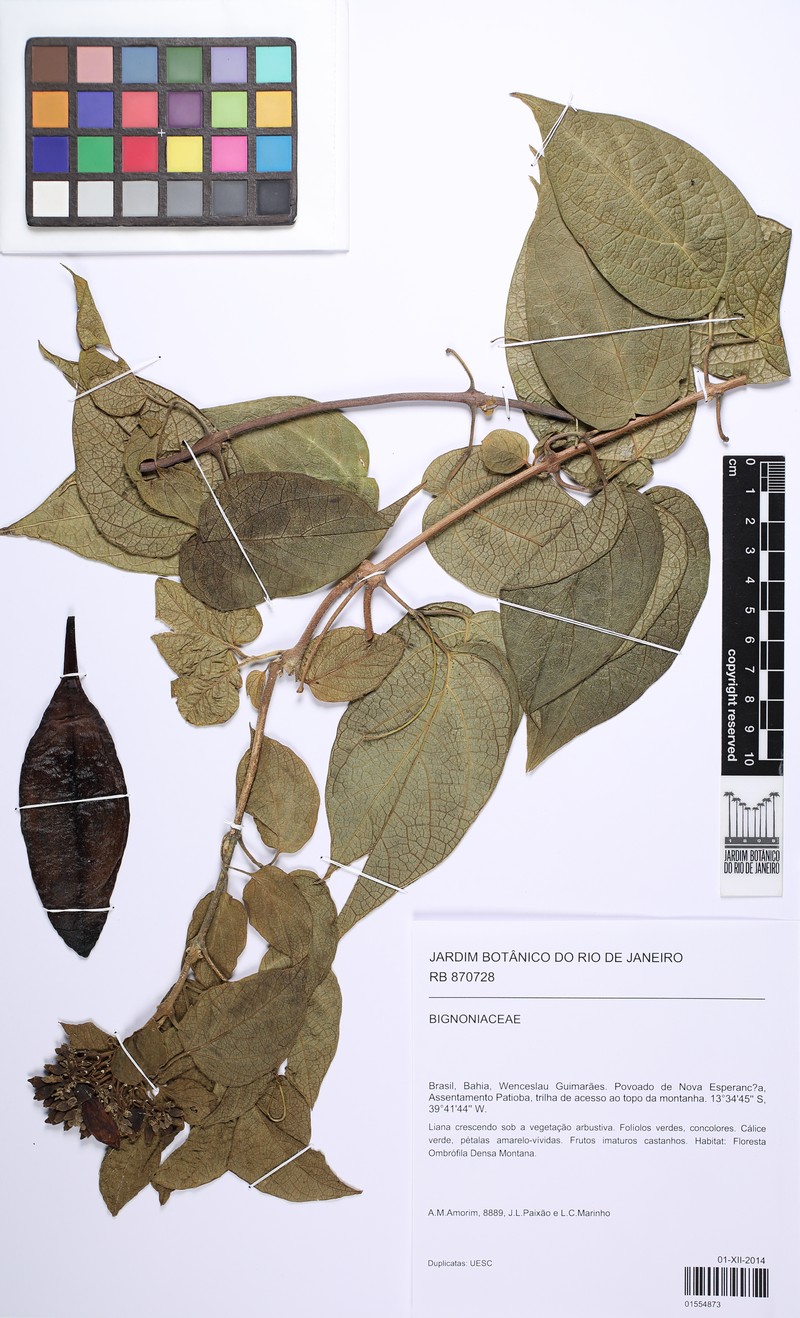 Anemopaegma hilarianum photo 3