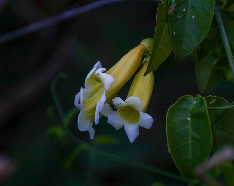 Anemopaegma laeve photo 2
