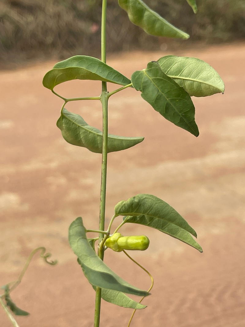 Anemopaegma laeve photo 3