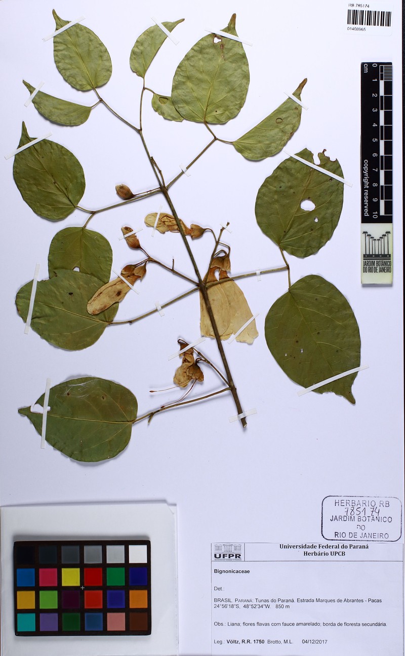 Anemopaegma longipetiolatum