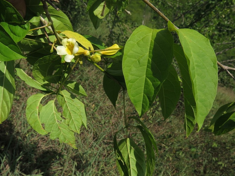 Anemopaegma orbiculatum