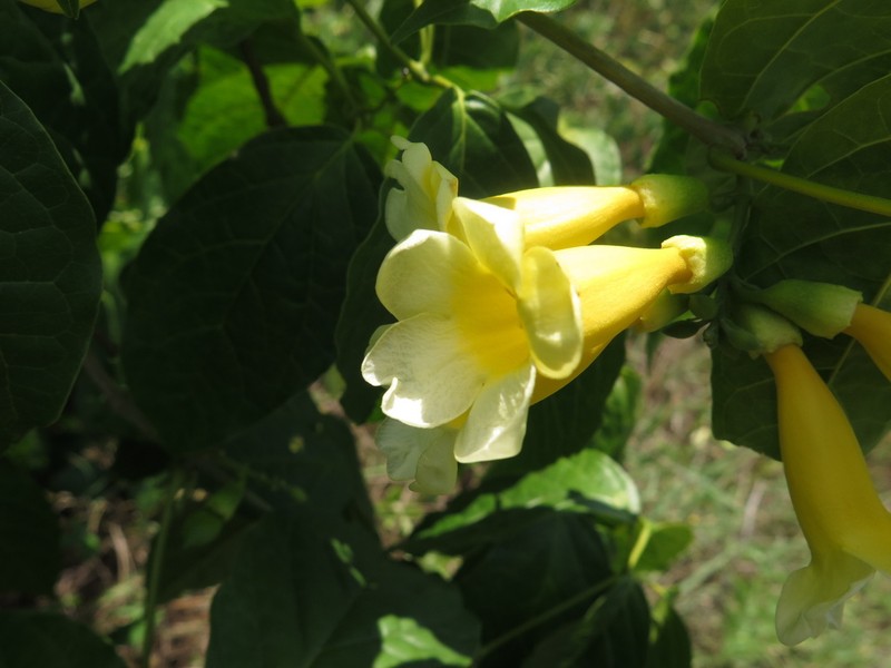 Anemopaegma orbiculatum photo 2