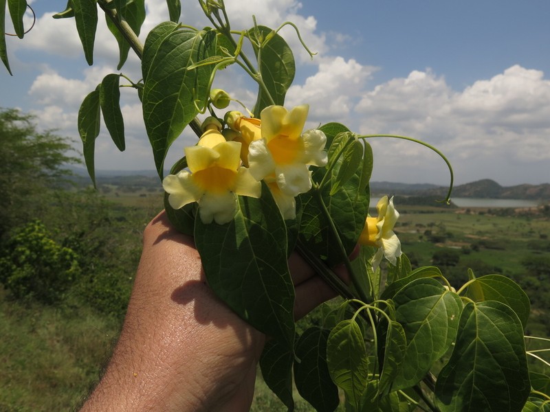 Anemopaegma orbiculatum photo 3
